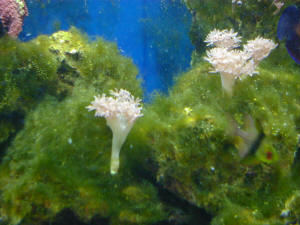 Hair Algae Reef Tank Removal